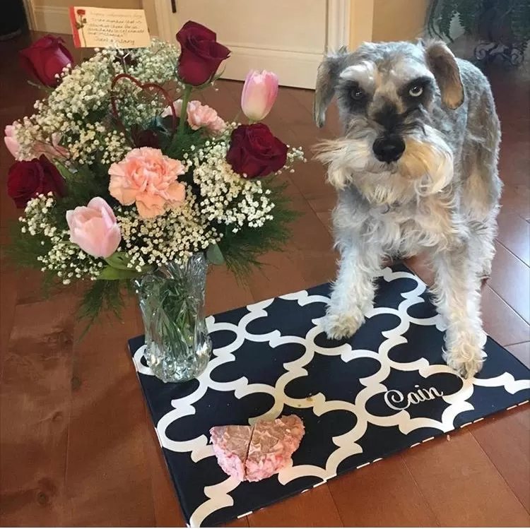 Quatrefoil Dog Bowl Placemats with Personalization