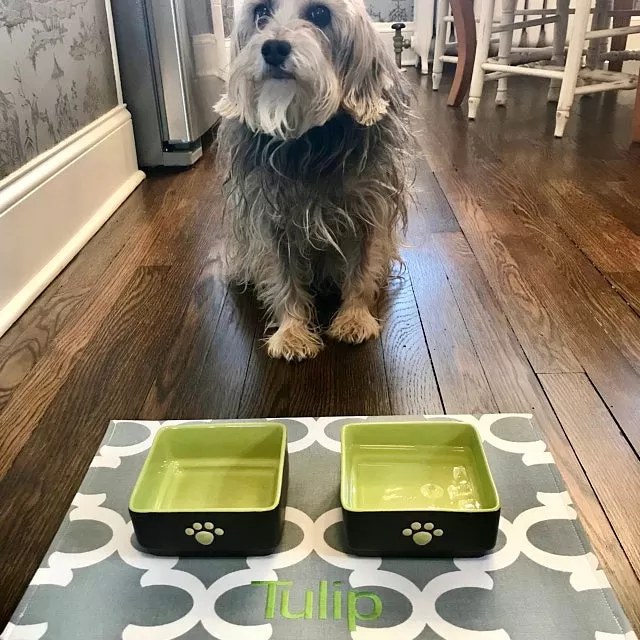 Quatrefoil Dog Bowl Placemats with Personalization