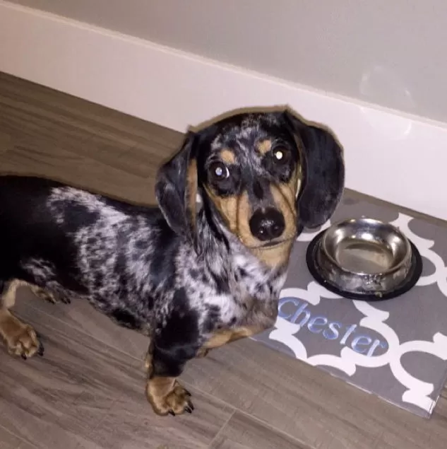 Quatrefoil Dog Bowl Placemats with Personalization